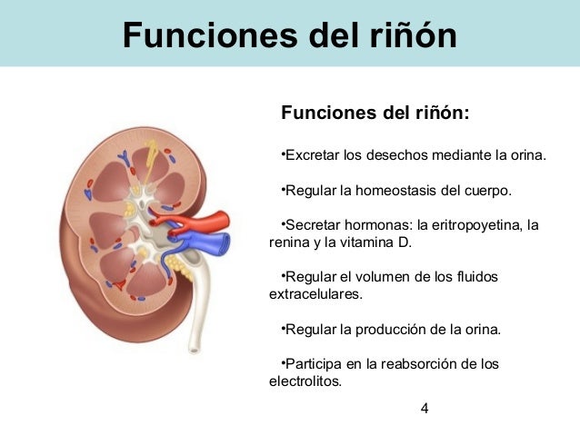 Tema 7: Funciones Principales Y Estructura De Los Riñones – QTBOD