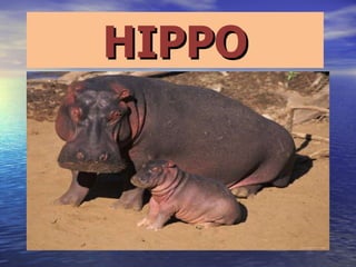 HIPPO 