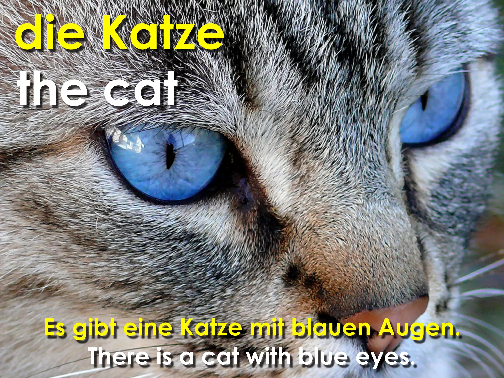 die Katze
the cat



 Es gibt eine Katze mit blauen Augen.
     There is a cat with blue eyes.
 