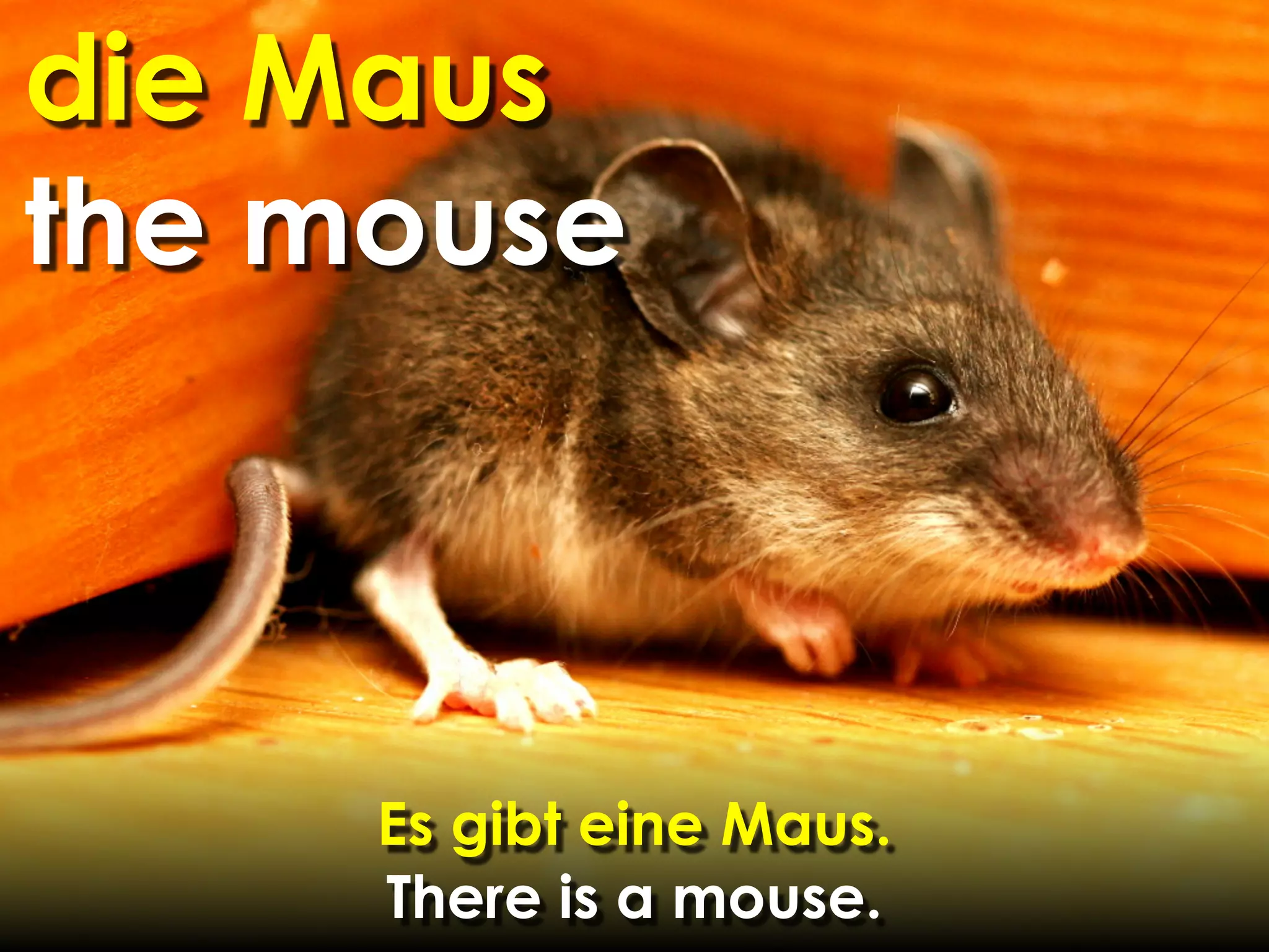 die Maus
the mouse



     Es gibt eine Maus.
     There is a mouse.
 