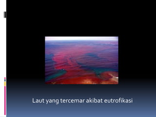 Laut yang tercemar akibat eutrofikasi
 