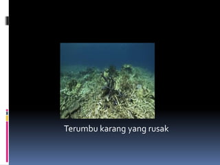 Terumbu karang yang rusak
 