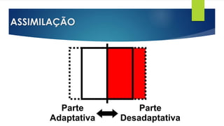 ASSIMILAÇÃO
 