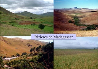 Rizières de Madagascar
 