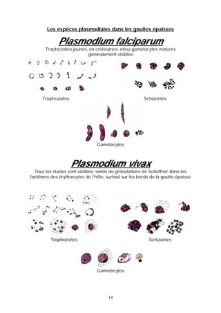 Les espèces plasmodiales dans les gouttes épaisses

             Plasmodium falciparum
       Trophozoïtes jeunes, en croissance, et/ou gamétocytes matures
                           généralement visibles




      Trophozoïtes                                     Schizontes




                                Gamétocytes



                     Plasmodium vivax
  Tous les stades sont visibles; semis de granulations de Schüffner dans les
fantômes des érythrocytes de l’hôte, surtout sur les bords de la goutte épaisse




          Trophozoïtes                                    Schizontes




                                Gamétocytes




                                      14
 
