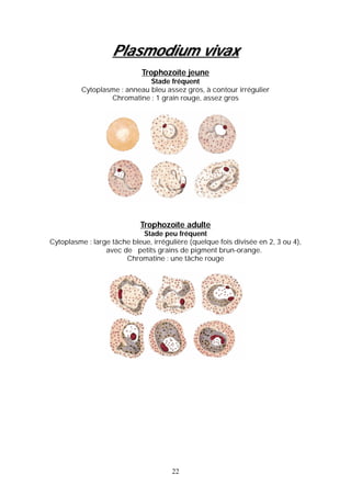 Plasmodium vivax
                             Trophozoïte jeune
                              Stade fréquent
          Cytoplasme : anneau bleu assez gros, à contour irrégulier
                  Chromatine : 1 grain rouge, assez gros




                            Trophozoïte adulte
                            Stade peu fréquent
Cytoplasme : large tâche bleue, irrégulière (quelque fois divisée en 2, 3 ou 4),
                 avec de petits grains de pigment brun-orange.
                       Chromatine : une tâche rouge




                                      22
 