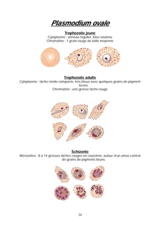 Plasmodium ovale
                             Trophozoïte jeune
                  Cytoplasme : anneau régulier, bleu soutenu
                 Chromatine : 1 grain rouge de taille moyenne




                            Trophozoïte adulte
Cytoplasme : tâche ronde compacte, très bleue avec quelques grains de pigment
                                      bruns.
                     Chromatine : une grosse tâche rouge




                                 Schizonte
Mérozoites : 8 à 14 grosses tâches rouges en couronne, autour d’un amas central
                             de grains de pigments bruns.




                                      24
 