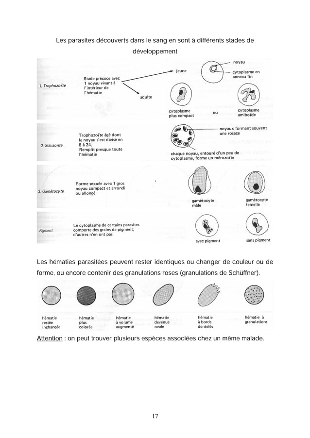 Le diagnostic biologique du paludisme par microscopie | PDF