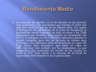    La campaña de algodón ya se ha iniciado en las parcelas
    más tempranas y las previsiones que maneja el sector son
    algo más positivas que las de los últimos años. Así, según
    la Delegación de Agricultura de la Junta de Andalucía, el
    rendimiento medio esperado se sitúa en torno a los 2.000
    kilogramos por hectárea. Esto supone un incremento del
    33% si se compara con los 1.500 kilos obtenidos durante la
    pesada campaña, pero aún así, se trata de valores muy
    inferiores a los obtenidos antes de la entrada en vigor del
    Pago Único. Esta normativa, que entró en vigor en
    2006, fue muy mal recibido por los productores, ya que
    aseguraban que supondría un recorte de las ayudas en
    torno al 13%. Esto, unido a la reforma de la OCM ha
    repercutido directamente en las explotaciones.
 