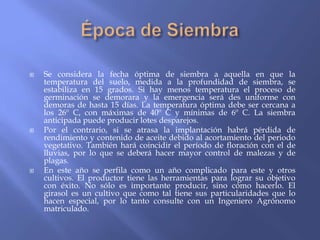    Se considera la fecha óptima de siembra a aquella en que la
    temperatura del suelo, medida a la profundidad de siembra, se
    estabiliza en 15 grados. Si hay menos temperatura el proceso de
    germinación se demorara y la emergencia será des uniforme con
    demoras de hasta 15 días. La temperatura óptima debe ser cercana a
    los 26º C, con máximas de 40º C y mínimas de 6º C. La siembra
    anticipada puede producir lotes desparejos.
   Por el contrario, si se atrasa la implantación habrá pérdida de
    rendimiento y contenido de aceite debido al acortamiento del periodo
    vegetativo. También hará coincidir el período de floración con el de
    lluvias, por lo que se deberá hacer mayor control de malezas y de
    plagas.
   En este año se perfila como un año complicado para este y otros
    cultivos. El productor tiene las herramientas para lograr su objetivo
    con éxito. No sólo es importante producir, sino cómo hacerlo. El
    girasol es un cultivo que como tal tiene sus particularidades que lo
    hacen especial, por lo tanto consulte con un Ingeniero Agrónomo
    matriculado.
 