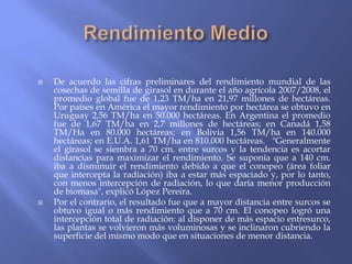    De acuerdo las cifras preliminares del rendimiento mundial de las
    cosechas de semilla de girasol en durante el año agrícola 2007/2008, el
    promedio global fue de 1,23 TM/ha en 21,97 millones de hectáreas.
    Por países en América el mayor rendimiento por hectárea se obtuvo en
    Uruguay 2,56 TM/ha en 50.000 hectáreas. En Argentina el promedio
    fue de 1,67 TM/ha en 2,7 millones de hectáreas; en Canadá 1,58
    TM/Ha en 80.000 hectáreas; en Bolivia 1,56 TM/ha en 140.000
    hectáreas; en E.U.A. 1,61 TM/ha en 810.000 hectáreas. "Generalmente
    el girasol se siembra a 70 cm. entre surcos y la tendencia es acortar
    distancias para maximizar el rendimiento. Se suponía que a 140 cm.
    iba a disminuir el rendimiento debido a que el conopeo (área foliar
    que intercepta la radiación) iba a estar más espaciado y, por lo tanto,
    con menos intercepción de radiación, lo que daría menor producción
    de biomasa", explicó López Pereira.
   Por el contrario, el resultado fue que a mayor distancia entre surcos se
    obtuvo igual o más rendimiento que a 70 cm. El conopeo logró una
    intercepción total de radiación: al disponer de más espacio entresurco,
    las plantas se volvieron más voluminosas y se inclinaron cubriendo la
    superficie del mismo modo que en situaciones de menor distancia.
 