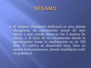    El sésamo (Sesamun indicum) es una planta
    oleaginosa de crecimiento anual de tipo
    erecto y que puede alcanzar los 2 metros de
    altura, y el ciclo de su crecimiento desde la
    germinación hasta la maduración es de 120
    días. El cultivo se desarrolla muy bien en
    suelos francoarenosos, donde manifiesta todo
    su potencial.
 