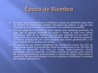    La mejor época de siembra se constituye a partir de setiembre hasta fines
    de octubre. Es importante respetar esta época de cultivo, ya que de esto
    depende en gran medida el rendimiento y la calidad de la semilla.
   Un mes antes de la siembra se debe realizar una rastreada profunda. Se
    deja que el rastrojo existente se pudra y luego se pasa una rastra;
    momentos antes de la siembra, se pasa por segunda vez la rastra. Es
    importante que el suelo quede bien mullido, libre de terrones grandes.
    La buena preparación del suelo asegura una buena germinación y un
    buen control de las malezas invasoras.
   El sésamo es una planta oleaginosa de crecimiento anual. Su ciclo de
    crecimiento desde la germinación hasta la maduración es de 120 días. El
    cultivo se desarrolla muy bien en suelos franco-arenosos, donde
    manifiesta todo su potencial. La última cosecha en nuestro país conoció
    de varios problemas de enfermedades y ataque de plagas. Para evitar la
    repetición de estas dificultades, en este momento se deberían ir tomando
    las medidas preventivas.
 