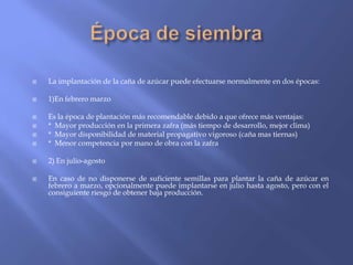    La implantación de la caña de azúcar puede efectuarse normalmente en dos épocas:

   1)En febrero marzo

   Es la época de plantación más recomendable debido a que ofrece más ventajas:
   * Mayor producción en la primera zafra (más tiempo de desarrollo, mejor clima)
   * Mayor disponibilidad de material propagativo vigoroso (caña mas tiernas)
   * Menor competencia por mano de obra con la zafra

   2) En julio-agosto

   En caso de no disponerse de suficiente semillas para plantar la caña de azúcar en
    febrero a marzo, opcionalmente puede implantarse en julio hasta agosto, pero con el
    consiguiente riesgo de obtener baja producción.
 