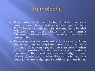    Beta vulgaris, la remolacha, también conocida
    como acelga blanca, betarava, betarraga (Chile y
    Perú), beterava, beterrada (Islas Canarias) y betabel
    (México), es una planta de la familia
    Chenopodioideae, de la cual las hojas y la raíz son
    comestibles.
   Existen numerosas variedades de la especie, de las
    cuales algunas se emplean para la alimentación
    humana, otras como pienso para ganado, y otras
    para la producción de azúcar (la remolacha
    azucarera, Beta vulgaris subsp. vulgaris var.
    altissima); otras, entre ellas Beta vulgaris var. cicla
    conocida como acelga que se cultivan por sus hojas.
 