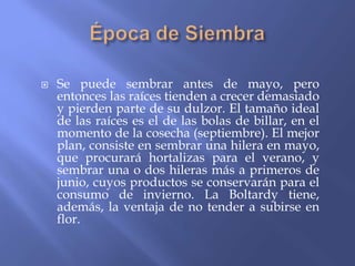    Se puede sembrar antes de mayo, pero
    entonces las raíces tienden a crecer demasiado
    y pierden parte de su dulzor. El tamaño ideal
    de las raíces es el de las bolas de billar, en el
    momento de la cosecha (septiembre). El mejor
    plan, consiste en sembrar una hilera en mayo,
    que procurará hortalizas para el verano, y
    sembrar una o dos hileras más a primeros de
    junio, cuyos productos se conservarán para el
    consumo de invierno. La Boltardy tiene,
    además, la ventaja de no tender a subirse en
    flor.
 