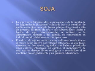    La soja o soya (Glycine Max) es una especie de la familia de
    las leguminosas (Fabaceae) cultivada por sus semillas, de
    medio contenido en aceite (véase planta oleaginosa) y alto
    de proteína. El grano de soja y sus subproductos (aceite y
    harina de soja, principalmente) se utilizan en la
    alimentación humana y del ganado. Se comercializa en
    todo el mundo, debido a sus múltiples usos.
   El cultivo de soja es un factor muy valioso si se efectúa en
    el marco de un cultivo por rotación estacional, ya que fija el
    nitrógeno en los suelos, agotados tras haberse practicado
    otros cultivos intensivos. En cambio, el monocultivo de
    soja acarrea desequilibrios ecológicos y económicos si se
    mantiene prolongadamente y en grandes extensiones.
 