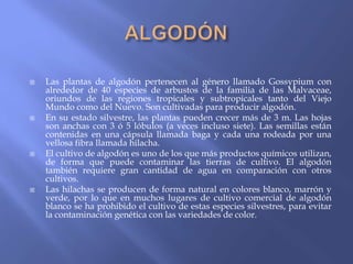   Las plantas de algodón pertenecen al género llamado Gossypium con
    alrededor de 40 especies de arbustos de la familia de las Malvaceae,
    oriundos de las regiones tropicales y subtropicales tanto del Viejo
    Mundo como del Nuevo. Son cultivadas para producir algodón.
   En su estado silvestre, las plantas pueden crecer más de 3 m. Las hojas
    son anchas con 3 ó 5 lóbulos (a veces incluso siete). Las semillas están
    contenidas en una cápsula llamada baga y cada una rodeada por una
    vellosa fibra llamada hilacha.
   El cultivo de algodón es uno de los que más productos químicos utilizan,
    de forma que puede contaminar las tierras de cultivo. El algodón
    también requiere gran cantidad de agua en comparación con otros
    cultivos.
   Las hilachas se producen de forma natural en colores blanco, marrón y
    verde, por lo que en muchos lugares de cultivo comercial de algodón
    blanco se ha prohibido el cultivo de estas especies silvestres, para evitar
    la contaminación genética con las variedades de color.
 