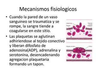 Mecanismos fisiologicos
• Cuando la pared de un vaso
  sanguineo se traumatiza y se
  rompe, la sangre tiende a
  coagularse en este sitio.
• Las plaquetas se aglutinan
  adhiriendose al tejido conectivo
  y liberan difosfato de
  adenosina(ADP), adrenalina y
  serotonina, desencadenando
  agregacion plaquetaria
  formando un tapon.
 