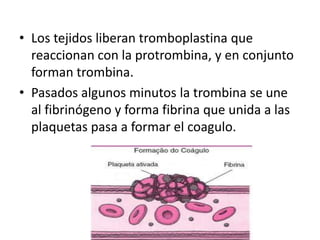 • Los tejidos liberan tromboplastina que
  reaccionan con la protrombina, y en conjunto
  forman trombina.
• Pasados algunos minutos la trombina se une
  al fibrinógeno y forma fibrina que unida a las
  plaquetas pasa a formar el coagulo.
 
