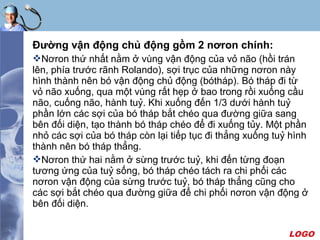 LOGO
Ðường vận động chủ động gồm 2 nơron chính:
Nơron thứ nhất nằm ở vùng vận động của vỏ não (hồi trán
lên, phía trước rãnh Rolando), sợi trục của những nơron này
hình thành nên bó vận động chủ động (bótháp). Bó tháp đi từ
vỏ não xuống, qua một vùng rất hẹp ở bao trong rồi xuống cầu
não, cuống não, hành tuỷ. Khi xuống đến 1/3 dưới hành tuỷ
phần lớn các sợi của bó tháp bắt chéo qua đường giữa sang
bên đối diện, tạo thành bó tháp chéo để đi xuống tủy. Một phần
nhỏ các sợi của bó tháp còn lại tiếp tục đi thẳng xuống tuỷ hình
thành nên bó tháp thẳng.
Nơron thứ hai nằm ở sừng trước tuỷ, khi đến từng đoạn
tương ứng của tuỷ sống, bó tháp chéo tách ra chi phối các
nơron vận động của sừng trước tuỷ, bó tháp thẳng cũng cho
các sợi bắt chéo qua đường giữa để chi phối nơron vận động ở
bên đối diện.
 