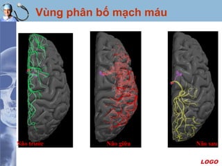 LOGO
Vùng phân bố mạch máu
Não trước Não giữa Não sau
 