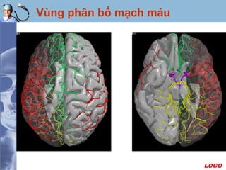 LOGO
Vùng phân bố mạch máu
 