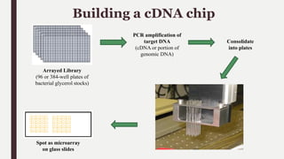 Building a cDNA chip
Arrayed Library
(96 or 384-well plates of
bacterial glycerol stocks)
PCR amplification of
target DNA
(cDNA or portion of
genomic DNA)
Consolidate
into plates
Spot as microarray
on glass slides
 