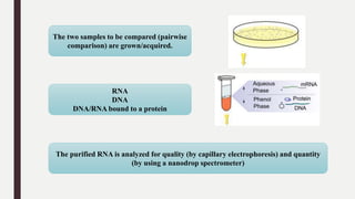 The two samples to be compared (pairwise
comparison) are grown/acquired.
RNA
DNA
DNA/RNA bound to a protein
The purified RNA is analyzed for quality (by capillary electrophoresis) and quantity
(by using a nanodrop spectrometer)
 