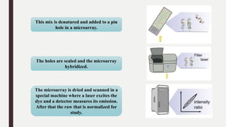 This mix is denatured and added to a pin
hole in a microarray.
The holes are sealed and the microarray
hybridized.
The microarray is dried and scanned in a
special machine where a laser excites the
dye and a detector measures its emission.
After that the raw that is normalized for
study.
 
