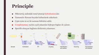 Principle
■ Mikroarray ardındaki temel prensip hybridization dur.
■ Numuneler floresan boyalar kullanılarak etiketlenir.
■ Çipin içine en az iki numune hibridize edilir.
■ Complementary nucleic acid sekansları hidrojen bağları ile eşlenir.
■ Spesifik olmayan bağlama dizilerinin yıkanması.
 