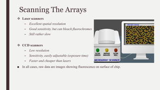 Scanning The Arrays
 Laser scanners
– Excellent spatial resolution
– Good sensitivity, but can bleach fluorochromes
– Still rather slow
 CCD scanners
– Low resolution
– Sensitivity, easily adjustable (exposure time)
– Faster and cheaper than lasers
■ In all cases, raw data are images showing fluorescence on surface of chip.
 