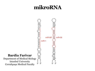 mikroRNA
Bardia Farivar
Department of Medical Biology
Istanbul University
Cerrahpaşa Medical Faculty
 