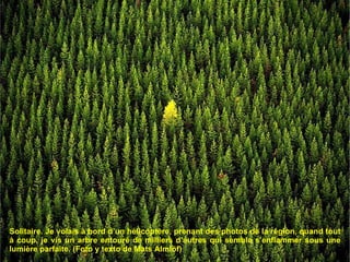 Solitaire. Je volais à bord d’un hélicoptère, prenant des photos de la région, quand tout à coup, je vis un arbre entouré de milliers d’autres qui sembla s’enflammer sous une lumière parfaite. (Foto y texto de Mats Almlöf) 