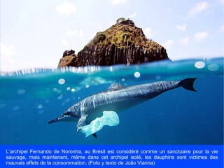 L’archipel Fernando de Noronha, au Brésil est considéré comme un sanctuaire pour la vie sauvage, mais maintenant, même dans cet archipel isolé, les dauphins sont victimes des mauvais effets de la consommation. (Foto y texto de João Vianna) 