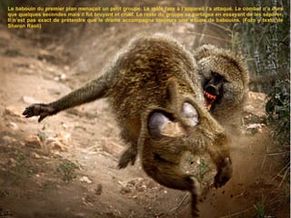 Le babouin du premier plan menaçait un petit groupe. Le mâle face à l’appareil l’a attaqué. Le combat n’a duré que quelques secondes mais il fut bruyant et cruel. Le reste du groupe se partagea en essayant de les séparer. Il n’est pas exact de prétendre que le drame accompagne toujours une troupe de babouins. (Foto y texto de Sharon Raoli) 