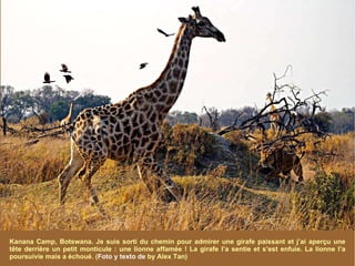 Kanana Camp, Botswana. Je suis sorti du chemin pour admirer une girafe paissant et j’ai aperçu une tête derrière un petit monticule : une lionne affamée ! La girafe l’a sentie et s’est enfuie. La lionne l’a poursuivie mais a échoué. ( Foto y texto de  by Alex Tan) 