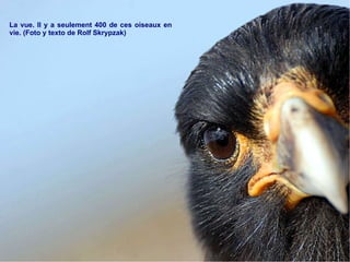 La vue. Il y a seulement 400 de ces oiseaux en vie. (Foto y texto de Rolf Skrypzak) 