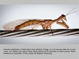 Insecte mystérieux. Il était dans mon séchoir à linge. Je n’ai aucune idée de ce que c’est. J’ai utilisé une macro lente étant donné qu’il mesurait un demi pouce. Nous habitons en Australie. (Foto y texto de Stephen Hocking) 