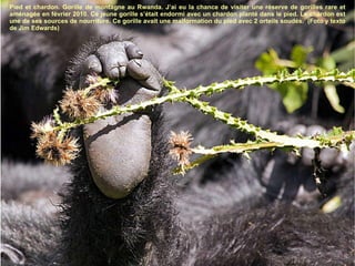 Pied et chardon. Gorille de montagne au Rwanda. J’ai eu la chance de visiter une réserve de gorilles rare et aménagée en février 2010. Ce jeune gorille s’était endormi avec un chardon planté dans le pied. Le chardon est une de ses sources de nourriture. Ce gorille avait une malformation du pied avec 2 orteils soudés.  (Foto y texto de Jim Edwards) 