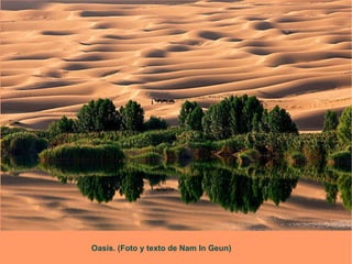 Oasis. (Foto y texto de Nam In Geun) 