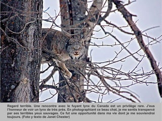 Regard terrible. Une rencontre avec le fuyant lynx du Canada est un privilège rare. J’eus l’honneur de voir un lynx de très près. En photographiant ce beau chat, je me sentis transpercé par ses terribles yeux sauvages. Ce fut une opportunité dans ma vie dont je me souviendrai toujours. (Foto y texto de Janet Chester) 