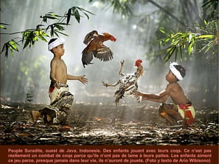 Peuple Suradite, ouest de Java, Indonesie. Des enfants jouant avec leurs coqs. Ce n’est pas réellement un combat de coqs parce qu’ils n’ont pas de lame à leurs pattes. Les enfants aiment ce jeu parce, presque jamais dans leur vie, ils n’auront de jouets. (Foto y texto de Ario Wibisono) 