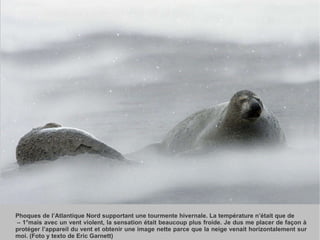 Phoques de l’Atlantique Nord supportant une tourmente hivernale. La température n’était que de  – 1°mais avec un vent violent, la sensation était beaucoup plus froide. Je dus me placer de façon à protéger l’appareil du vent et obtenir une image nette parce que la neige venait horizontalement sur moi. (Foto y texto de Eric Garnett) 