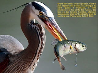 Grand héron bleu avec un poisson. C’est le plus répandu des hérons en Amérique du nord. Quand il s’alimente, il reste silencieux sur les bords des rivières, des lacs ou des terrains humides, attendant que passe sa proie qu’il embroche alors de son long bec. (Foto y texto de Linh Dinh) 