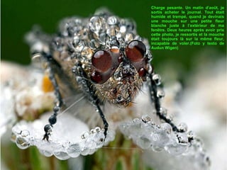 Charge pesante. Un matin d’août, je sortis acheter le journal. Tout était humide et trempé, quand je devinais une mouche sur une petite fleur blanche juste à l’extérieur de ma fenêtre. Deux heures après avoir pris cette photo, je ressortis et la mouche était toujours là sur la même fleur, incapable de voler.(Foto y texto de Audun Wigen) 