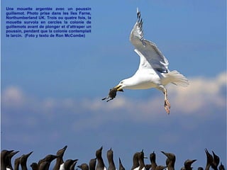 Une mouette argentée avec un poussin guillemot. Photo prise dans les îles Farne, Northumberland UK. Trois ou quatre fois, la mouette survola en cercles la colonie de guillemots avant de plonger et d’attraper un poussin, pendant que la colonie contemplait le larcin.  (Foto y texto de Ron McCombe) 