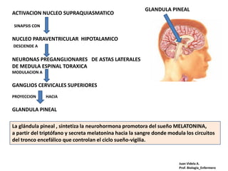 GLANDULA PINEAL
ACTIVACION NUCLEO SUPRAQUIASMATICO

SINAPSIS CON


NUCLEO PARAVENTRICULAR HIPOTALAMICO
DESCIENDE A


NEURONAS PREGANGLIONARES DE ASTAS LATERALES
DE MEDULA ESPINAL TORAXICA
MODULACION A


GANGLIOS CERVICALES SUPERIORES
PROYECCION     HACIA


GLANDULA PINEAL

La glándula pineal , sintetiza la neurohormona promotora del sueño MELATONINA,
a partir del triptófano y secreta melatonina hacia la sangre donde modula los circuitos
del tronco encefálico que controlan el ciclo sueño-vigilia.



                                                                       Juan Videla A.
                                                                       Prof. Biología_Enfermero
 