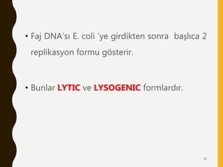 • Faj DNA’sı E. coli ’ye girdikten sonra başlıca 2
replikasyon formu gösterir.
• Bunlar LYTIC ve LYSOGENIC formlardır.
10
 