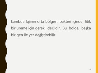 Lambda fajının orta bölgesi, bakteri içinde litik
bir üreme için gerekli değildir. Bu bölge, başka
bir gen ile yer değiştirebilir.
12
 